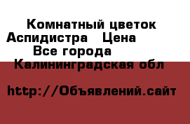 Комнатный цветок Аспидистра › Цена ­ 150 - Все города  »    . Калининградская обл.